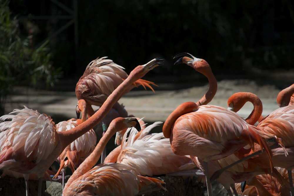 flock of flamingos