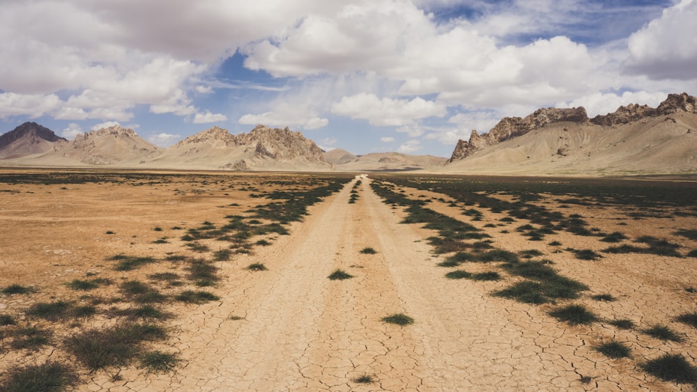 brown dessert with green grass