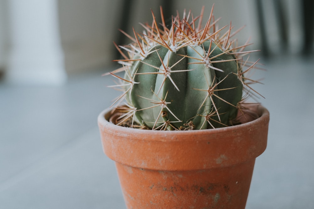 Cacto no vaso de planta em lente de foco raso