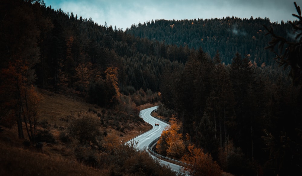 route grise entre de grands arbres pendant la journée