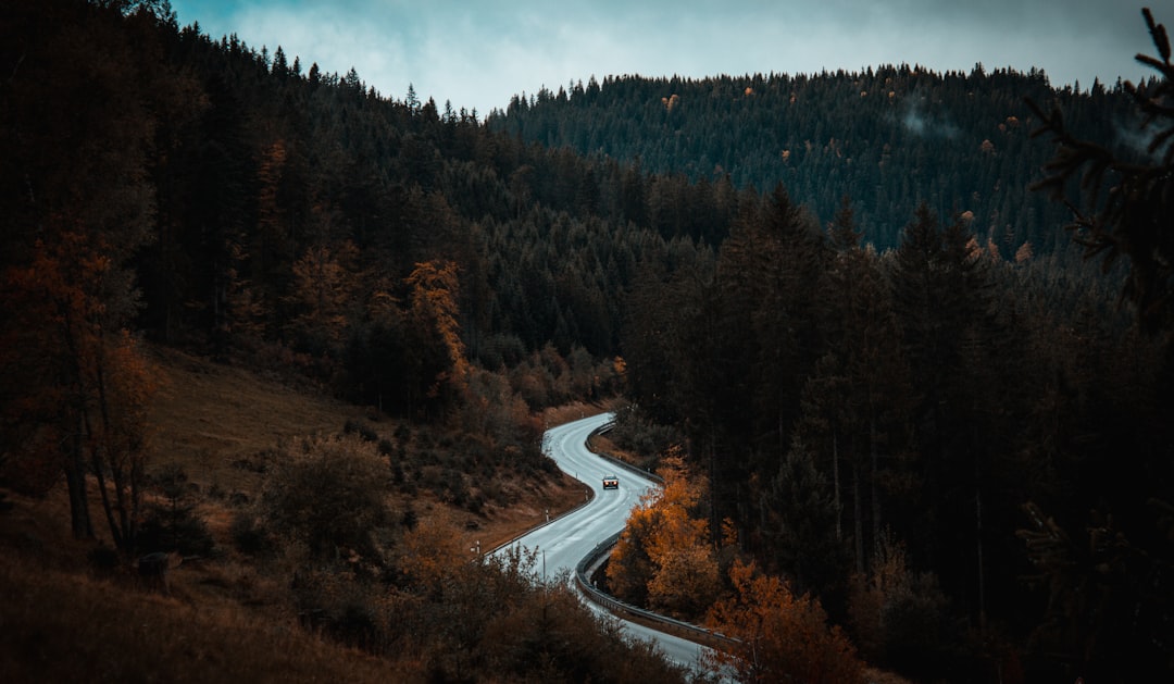 gray road in between tall tress at daytime