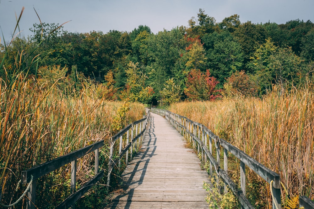 brown wooden dock between brown grass near trees at daytime