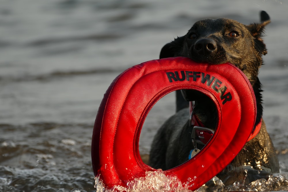 dog fetching toy on body of water