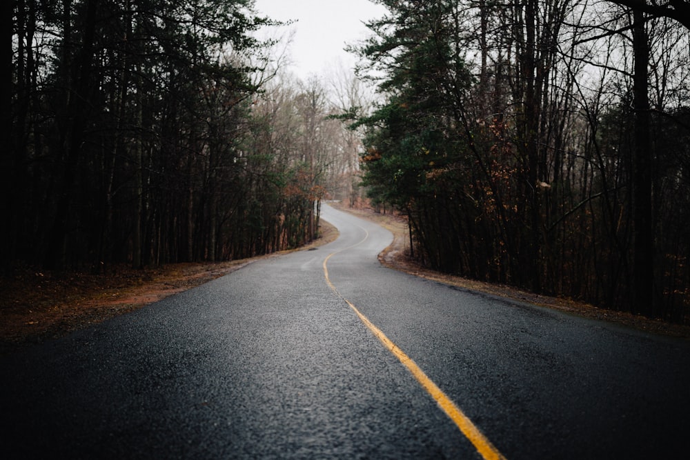 photo of road between trees