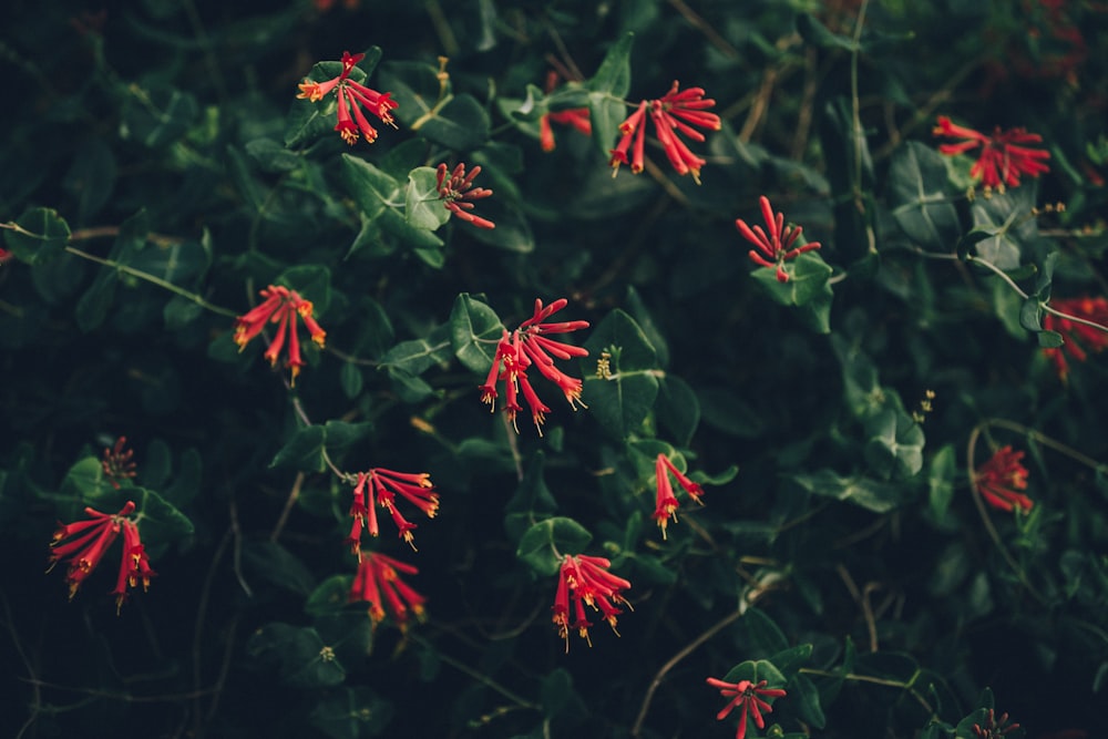 red flowers