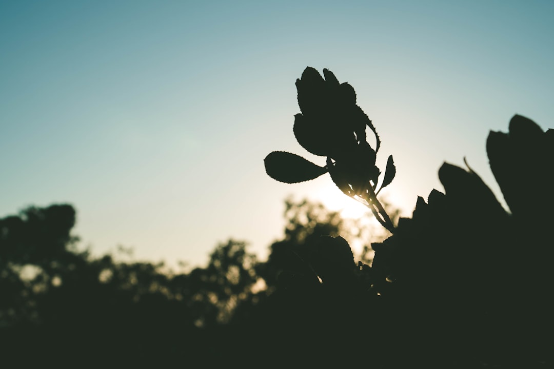 selective focus photography of black leafed plant