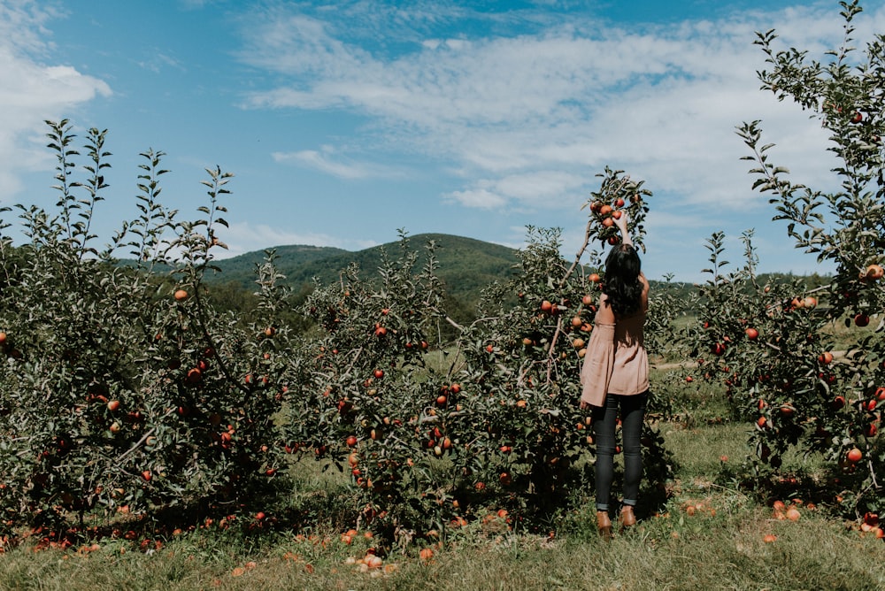 woman picking up orange fruit during daytikme