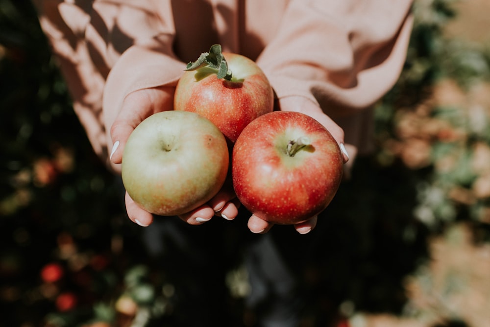 person holding three red apple fruits