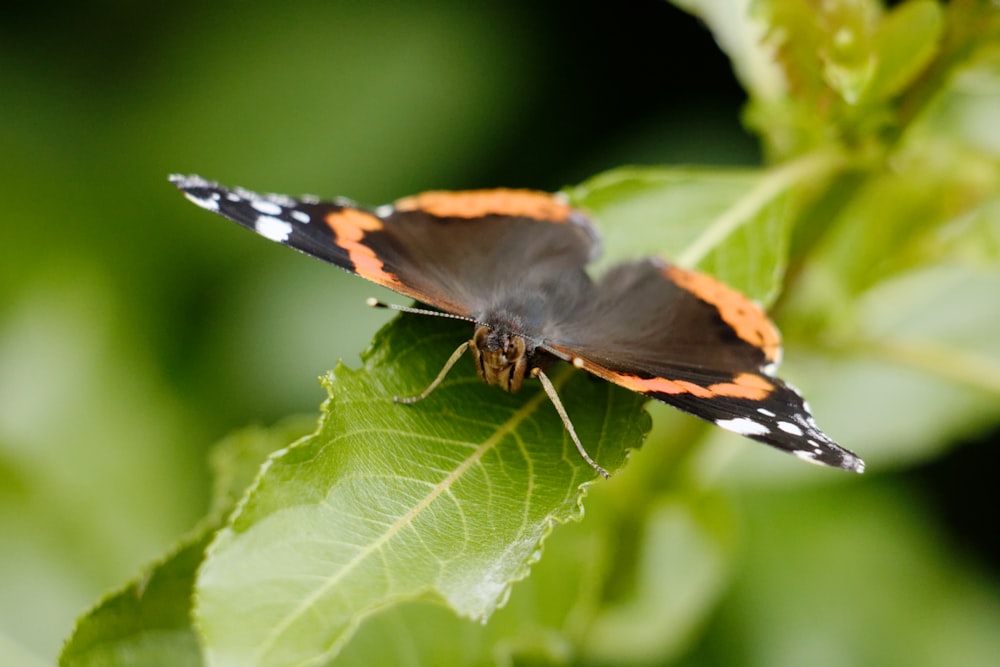 Fotografía con lente poco profunda mariposa marrón y naranja en la parte superior de la hoja verde