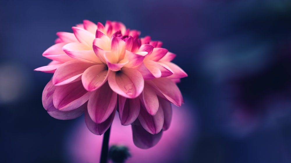 Foto di messa a fuoco selettiva di un fiore dai petali rosa