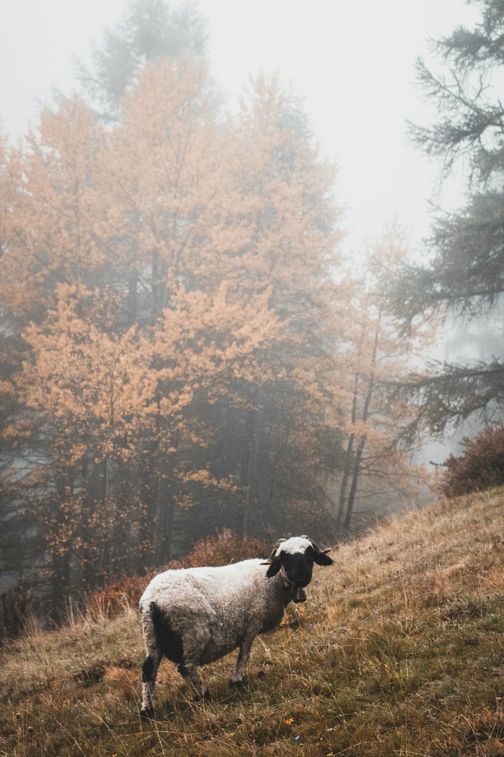 森の木の上の白い羊のそば