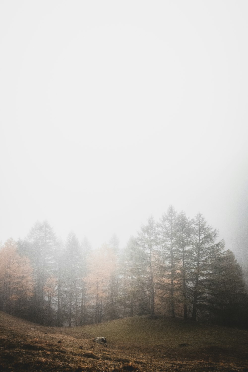 open field near trees covered with fogs at daytime