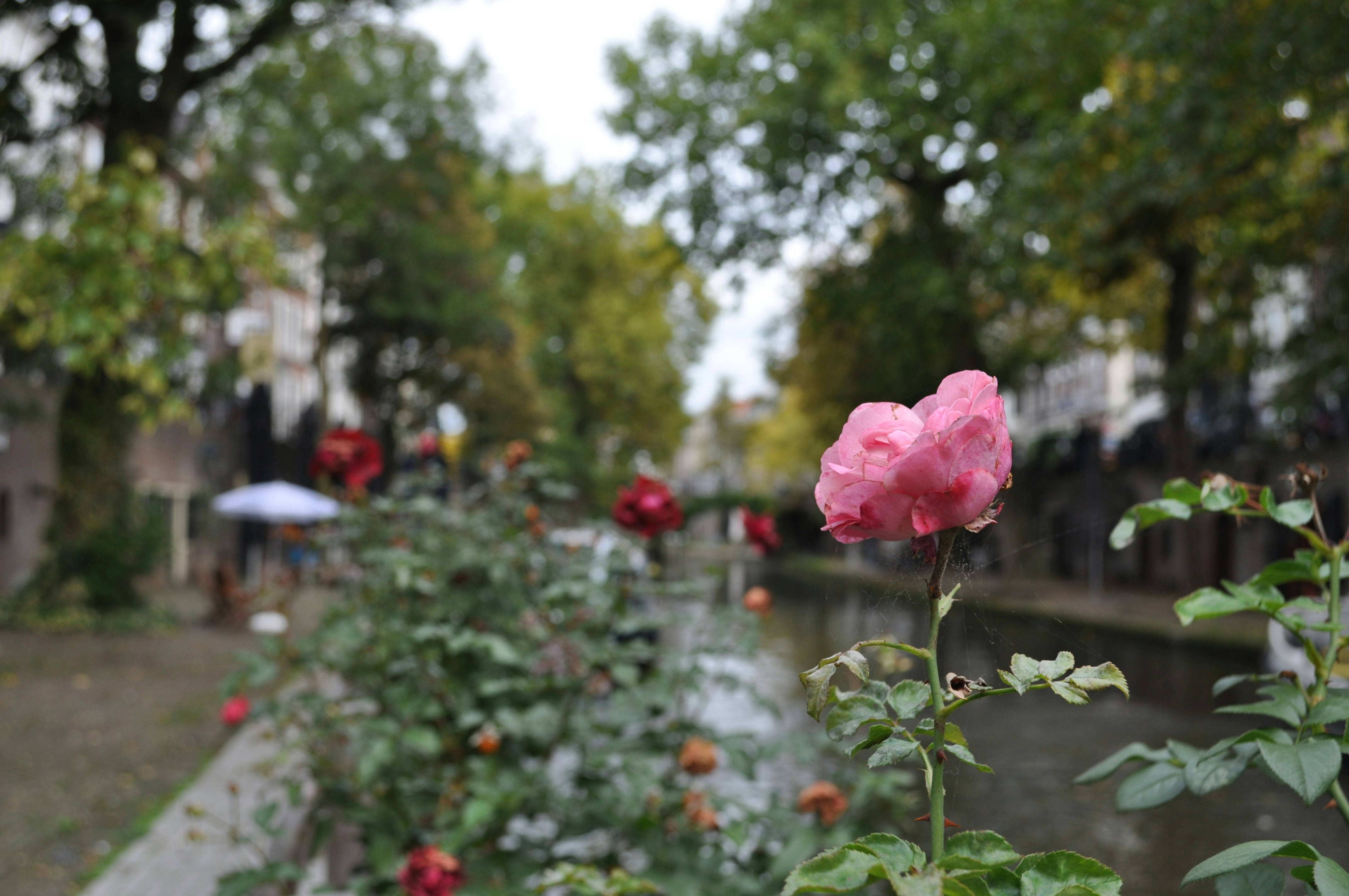 Kimberly Compaan (@kjcompaan) | Unsplash Photo Community