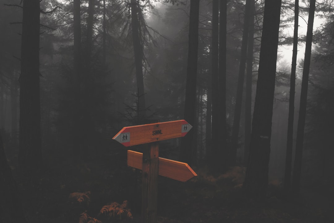 Forest photo spot Jenesien Lake of Carezza