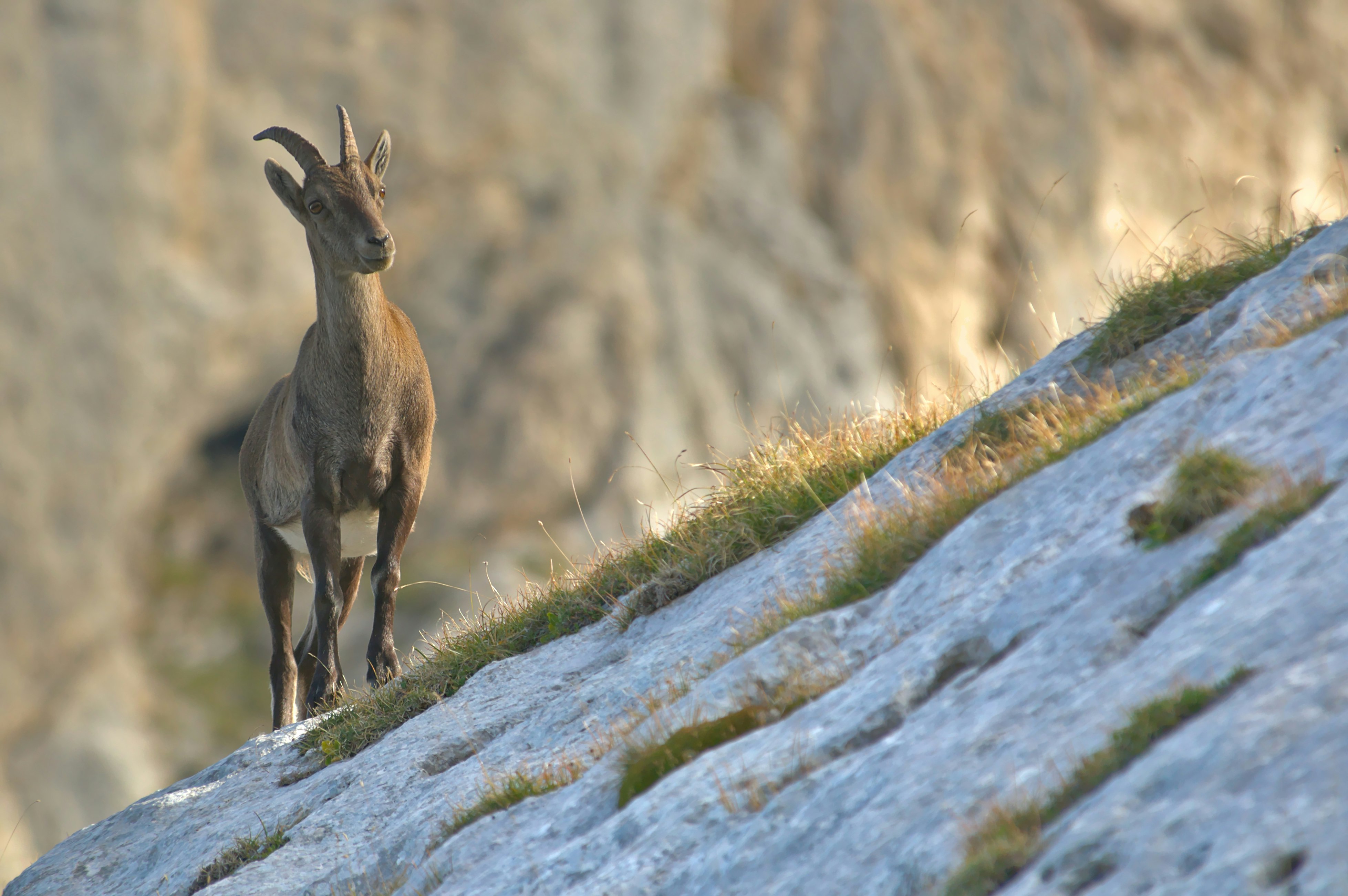 Alpine ibex in the Vercors massif