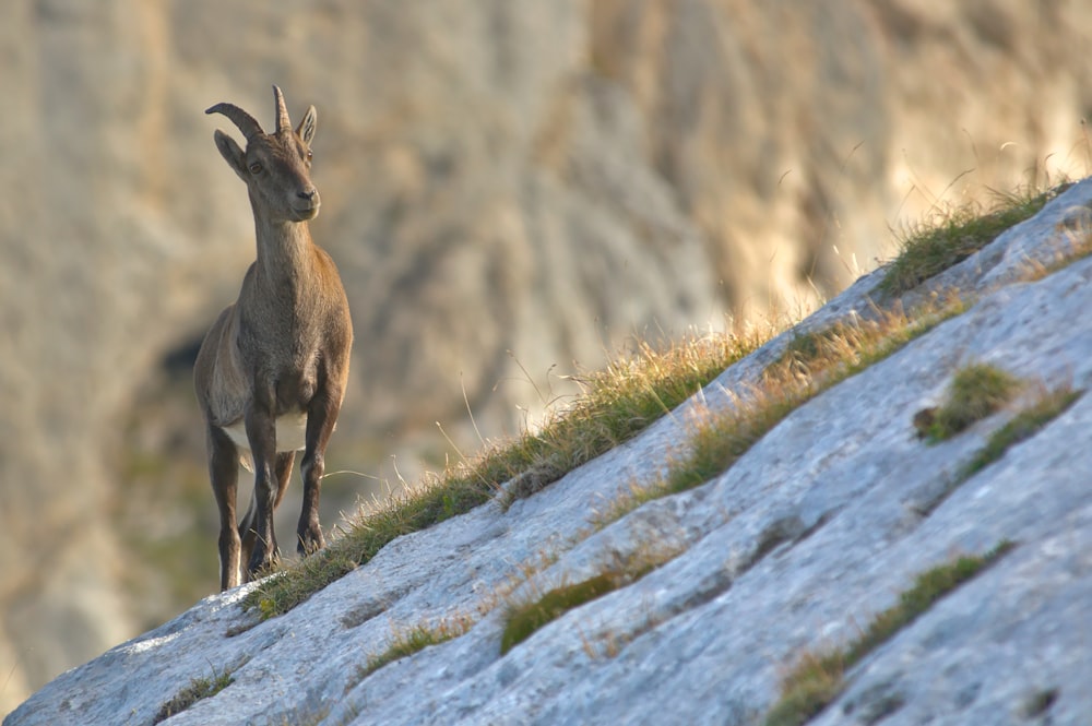 brown mountain goat on grey slanting land with grasses selective-focus photography at daytime