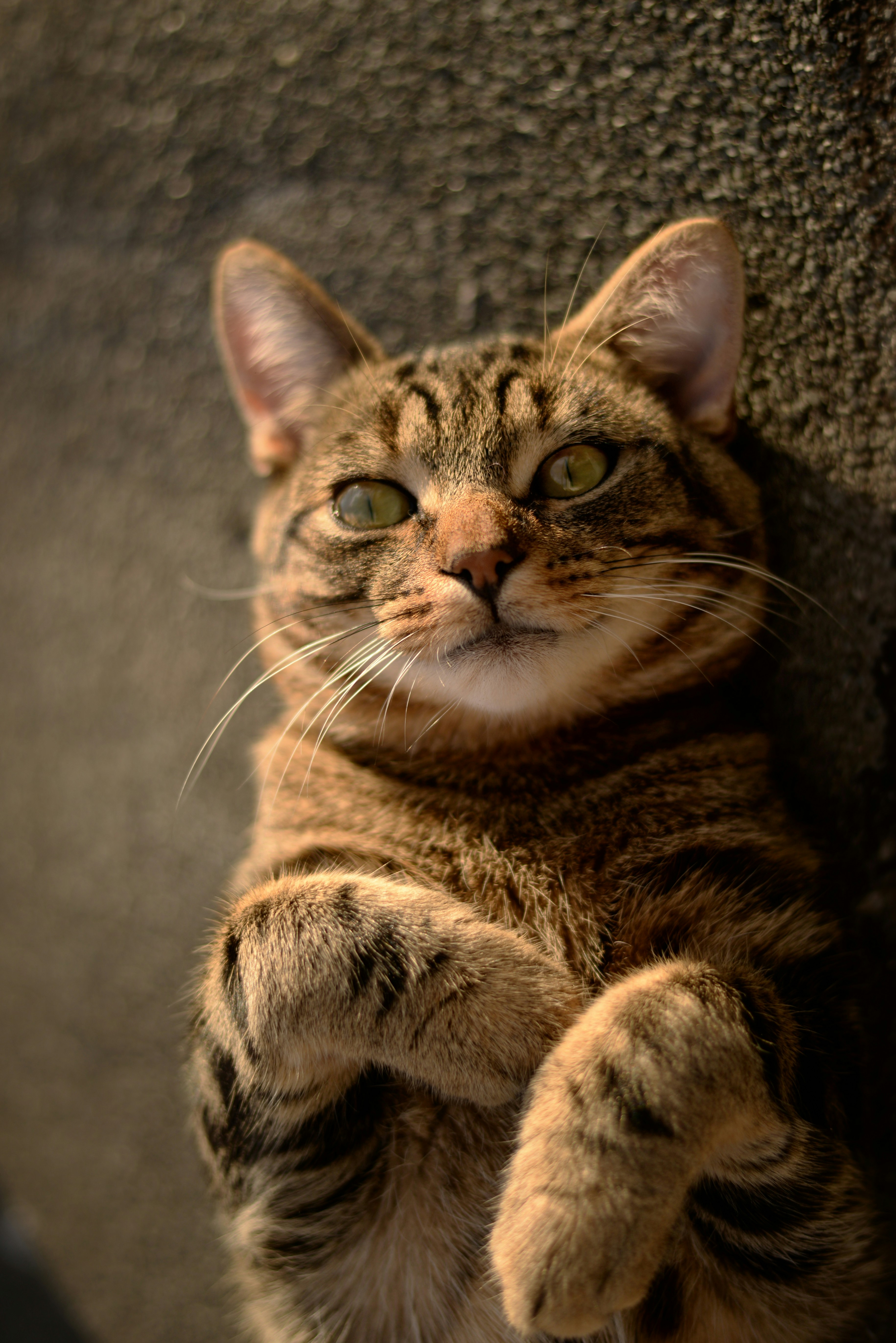 A neighbour’s cat, Little Head