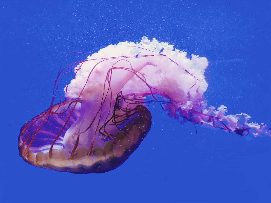purple and brown jellyfish