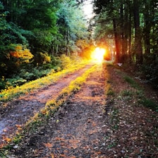 A winding path through a forest bathed in warm light, representing the journey of progress.