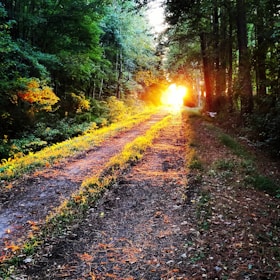 A winding path through a forest bathed in warm light, representing the journey of progress.