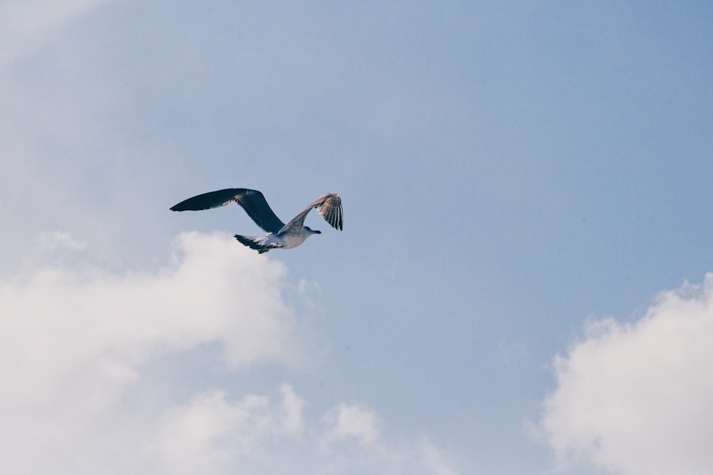 bird flying under white clouds