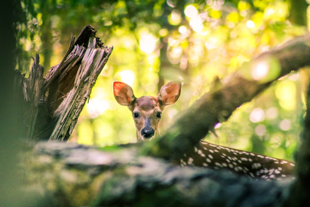 selective focus photography of brown deer under trees during daytime