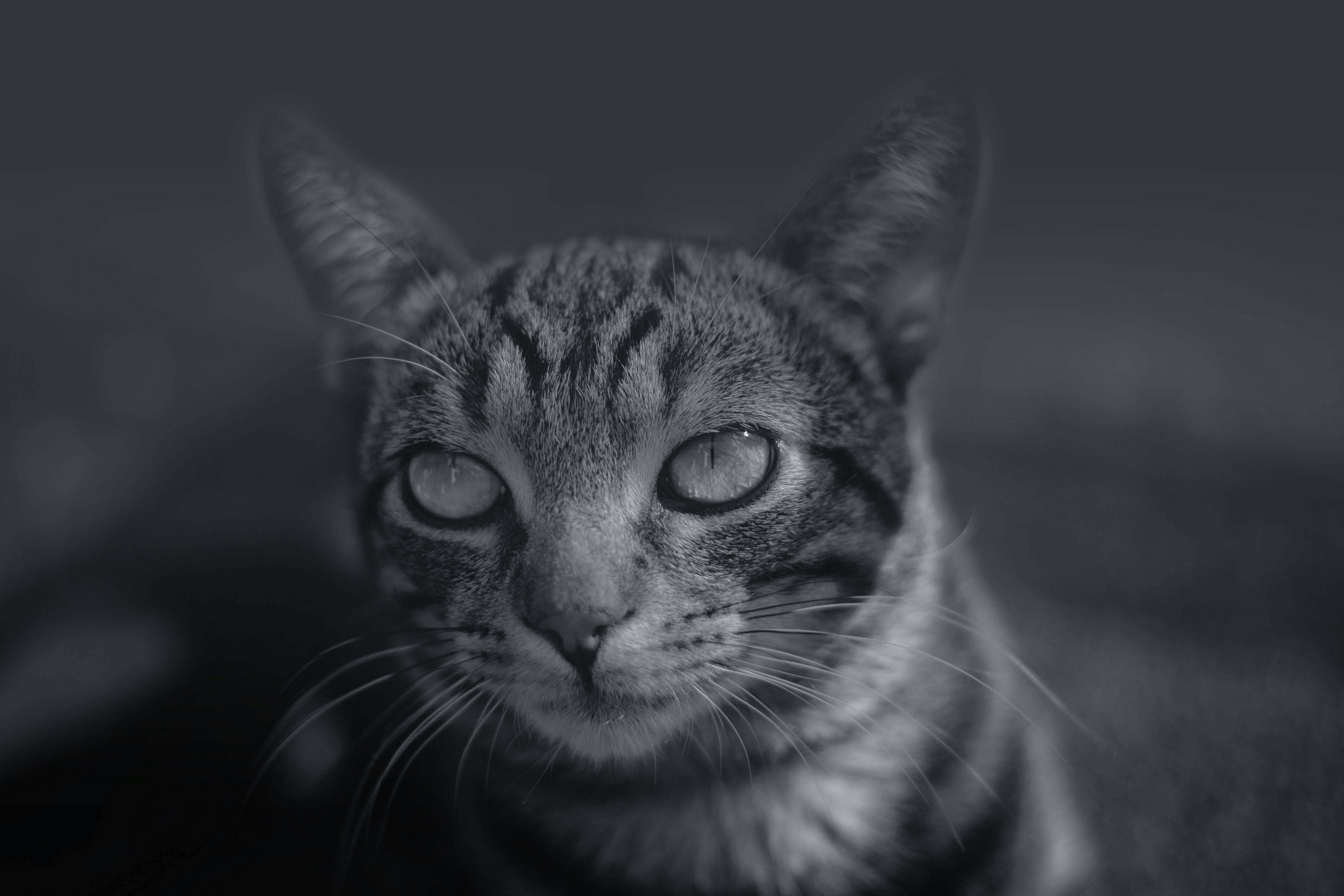 A neighbour’s cat, Little Head