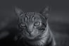 A grayscale image of a tabby cat with prominent stripes on its fur. The cat is looking directly at the camera, with its ears perked up and a calm expression. The background is blurred, which brings focus to the details of the cat's face.