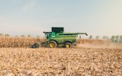 A green combine harvester is actively working in a vast cornfield on a bright, clear day. The machine is surrounded by tall, dried corn stalks and is kicking up dust as it processes the crops. The horizon in the background shows a line of trees under a blue sky.