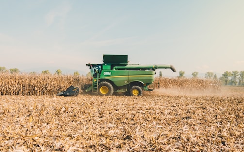 A green combine harvester is actively working in a vast cornfield on a bright, clear day. The machine is surrounded by tall, dried corn stalks and is kicking up dust as it processes the crops. The horizon in the background shows a line of trees under a blue sky.
