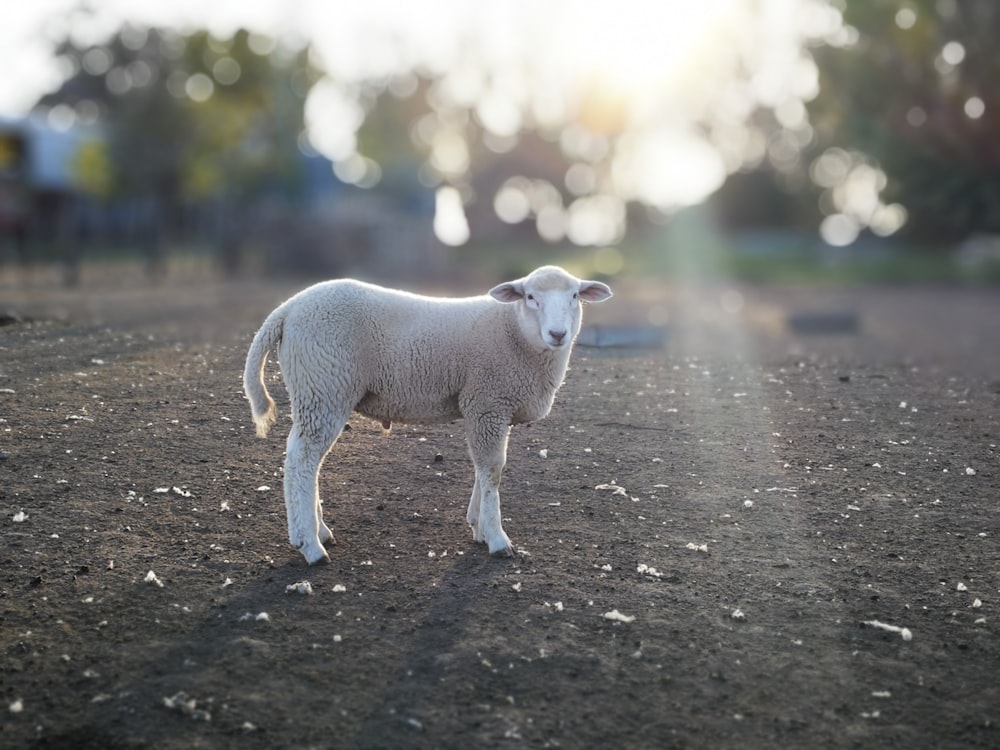 white lamb on road