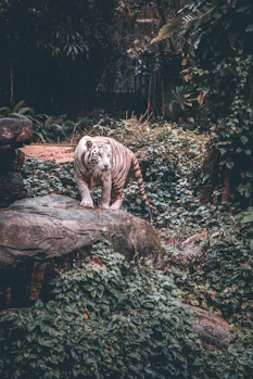 white tiger standing on grey stone