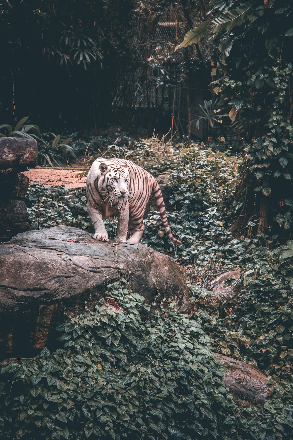 灰色の石の上に立つホワイトタイガー