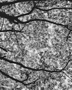 A complex network of tree branches with dense clusters of leaves silhouetted against the sky. The intricate pattern of twigs and foliage creates a natural lattice, allowing some light to filter through.