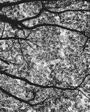 A complex network of tree branches with dense clusters of leaves silhouetted against the sky. The intricate pattern of twigs and foliage creates a natural lattice, allowing some light to filter through.