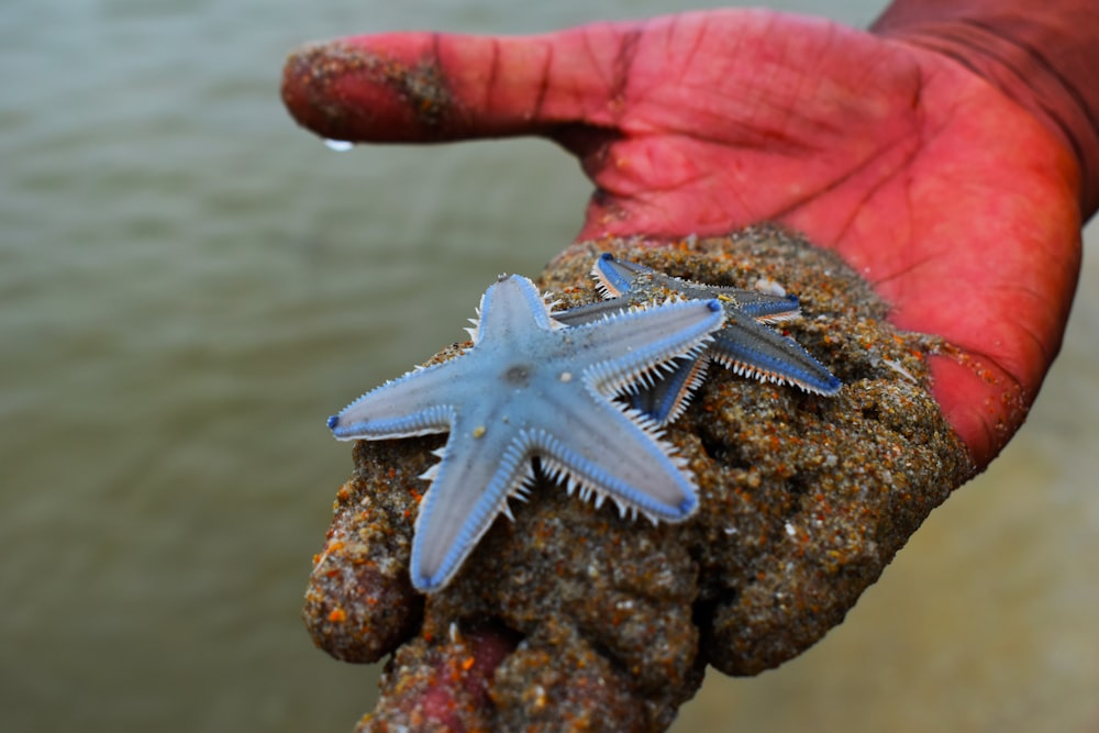 person holding two blue star fishes