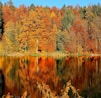 lake sorrounded by trees