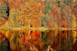 lake sorrounded by trees