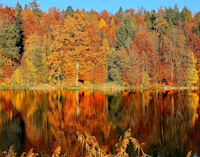 Maple Grove