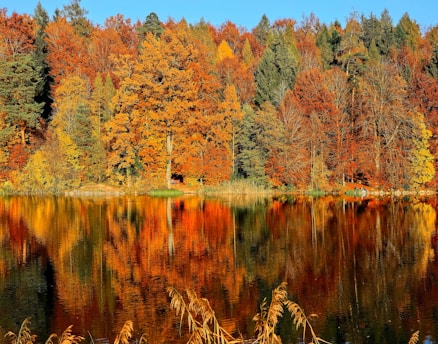 lake surrounded by trees with colorful autumn leaves