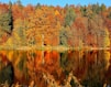 lake sorrounded by trees