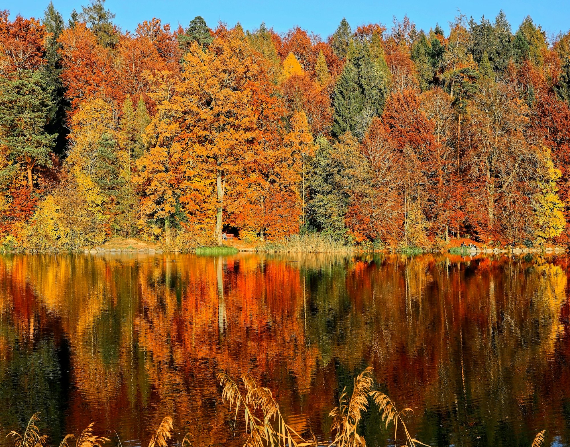 Fall tree foliage