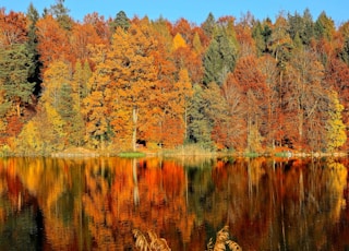 lake sorrounded by trees