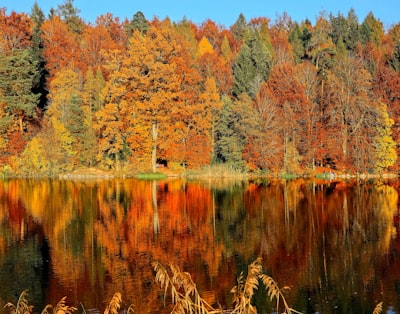 lake sorrounded by trees autumn zoom background