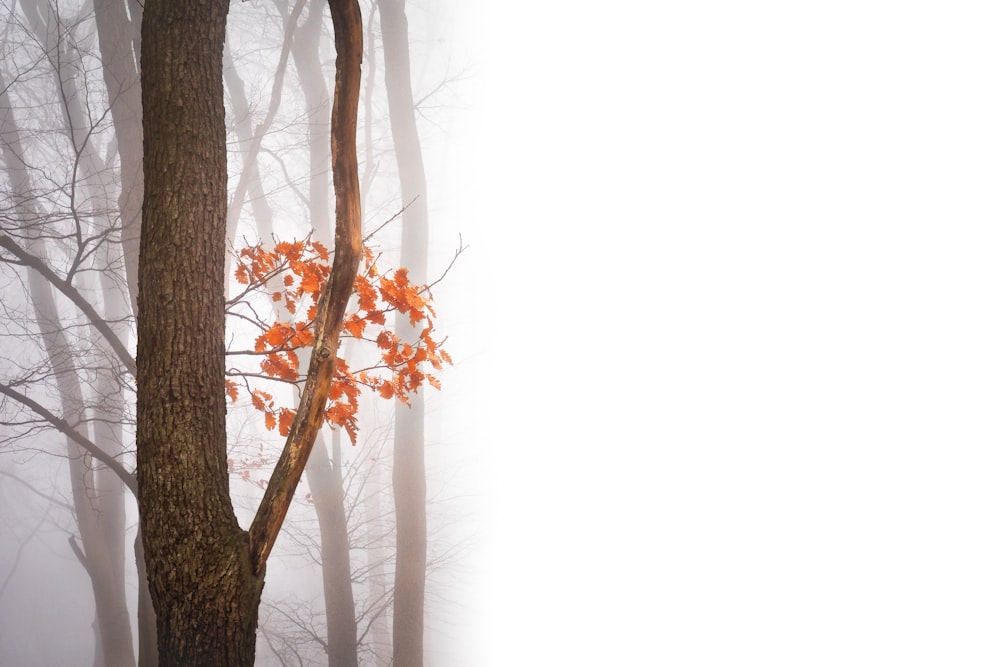 짙은 안개에 뒤덮인 나무