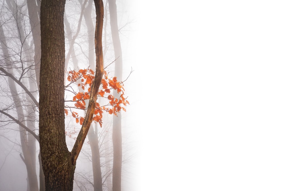 Bäume mit dichtem Nebel bedeckt