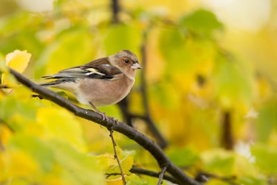 brown short-beaked bird on tree branch