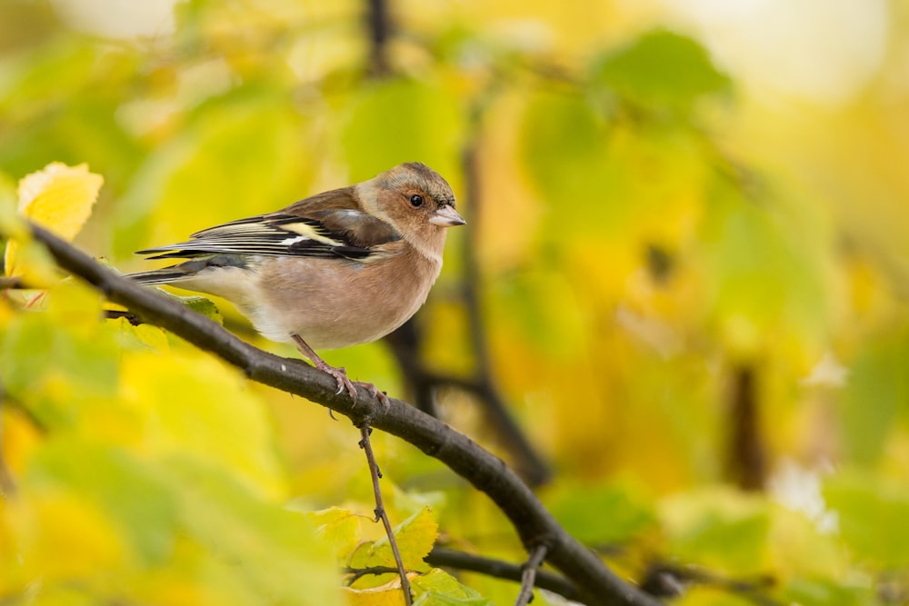 brown short-beaked bird on tree branch