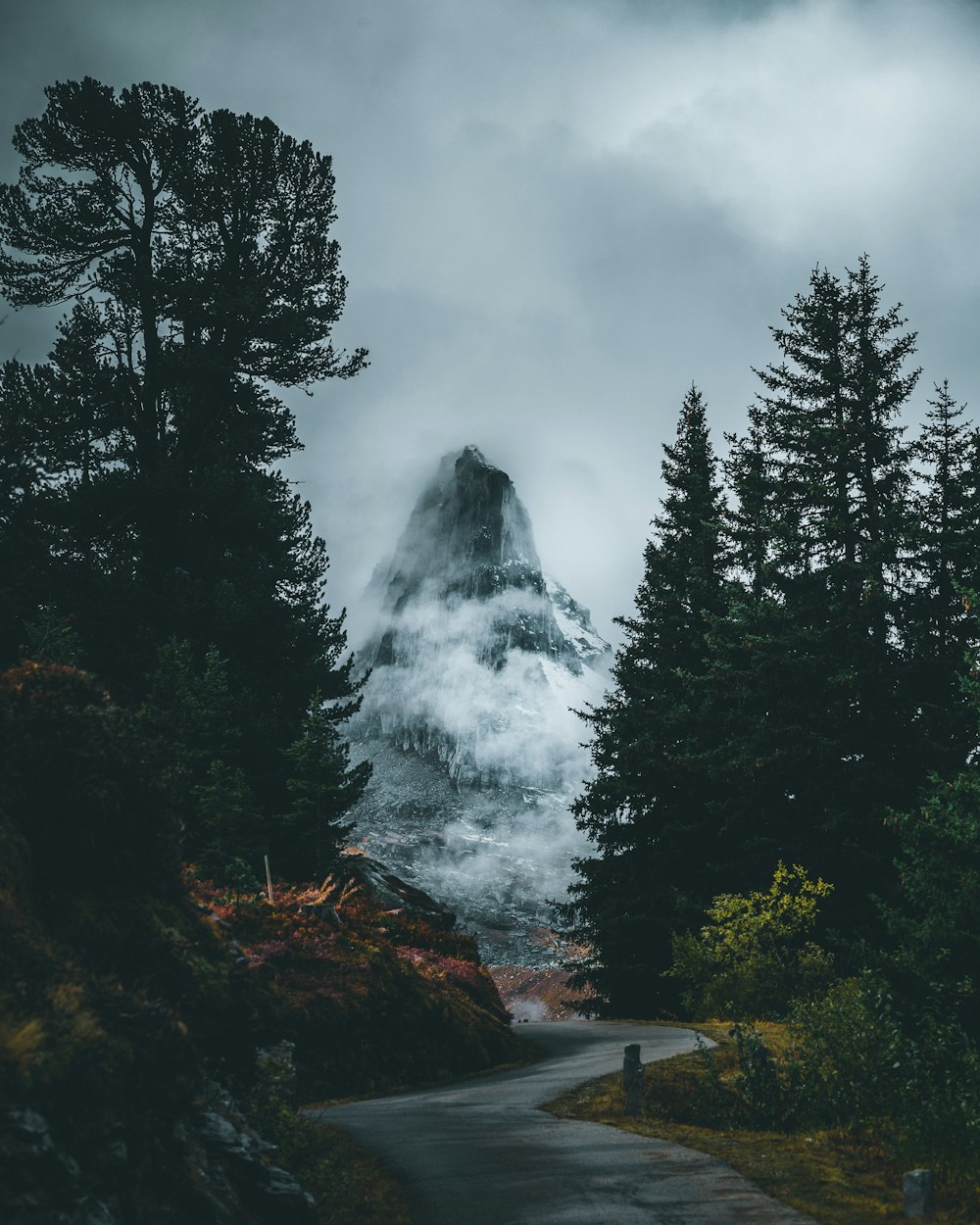 Photo de la route entre les arbres