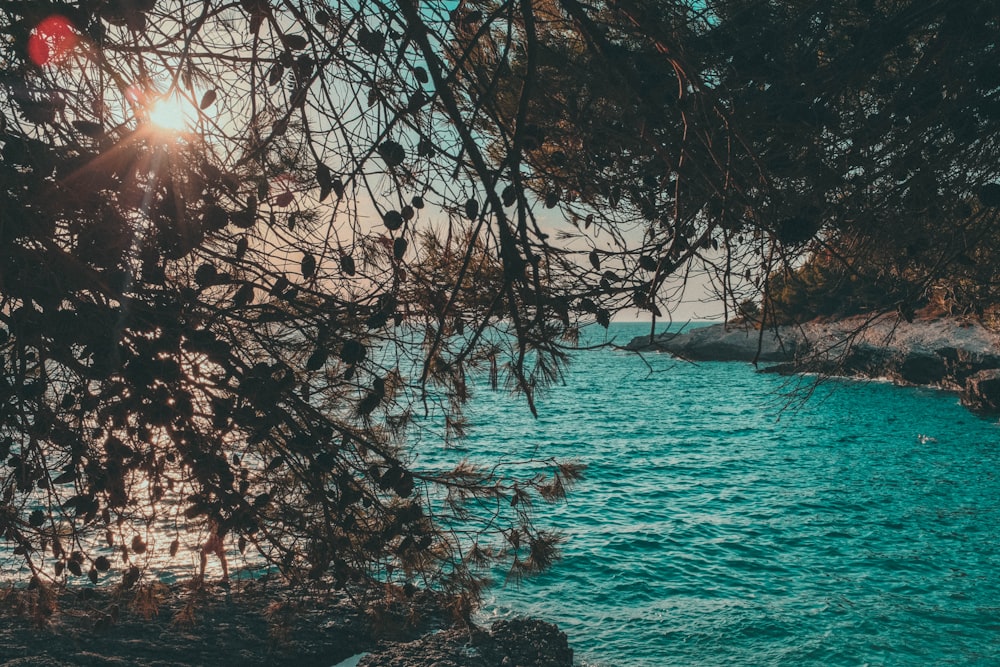 ocean surrounded by trees